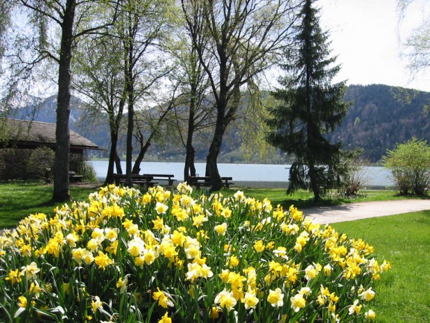 leuchtendes-gelb-der-narzissen
