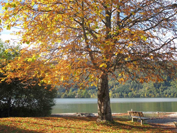 herbstbaum-spiessbach
