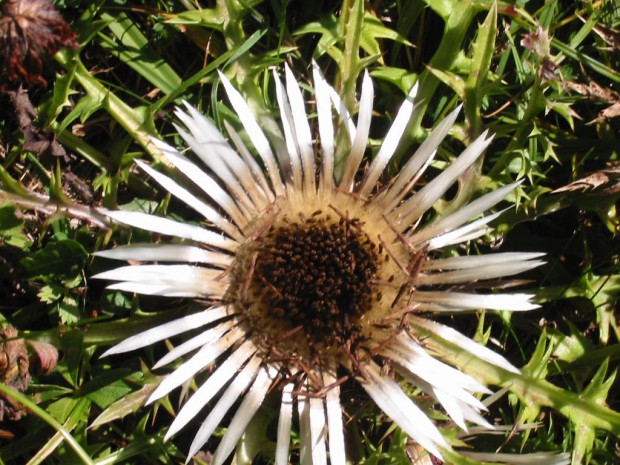 silberdistel