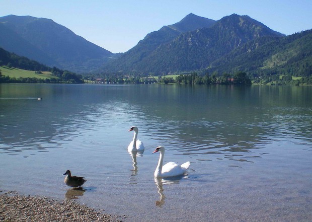 schwaene-im-schliersee